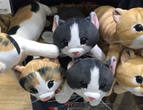 ♡猫まみれの生活♡