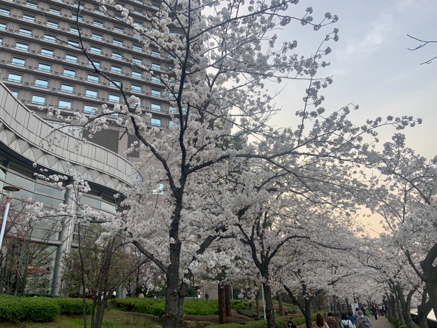 大川の桜見物と「帝国ホテル 大阪」苺スイーツバイキング